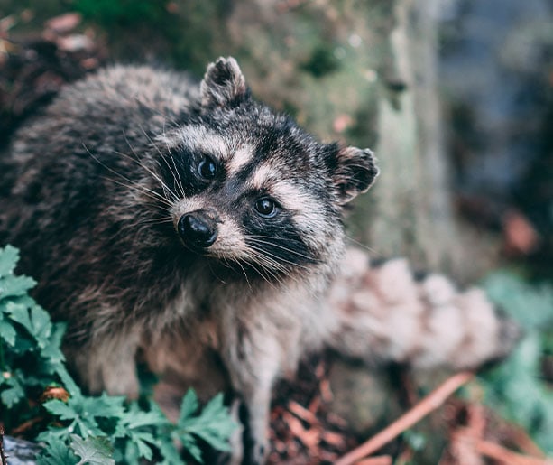 Comment éloigner les animaux indésirables